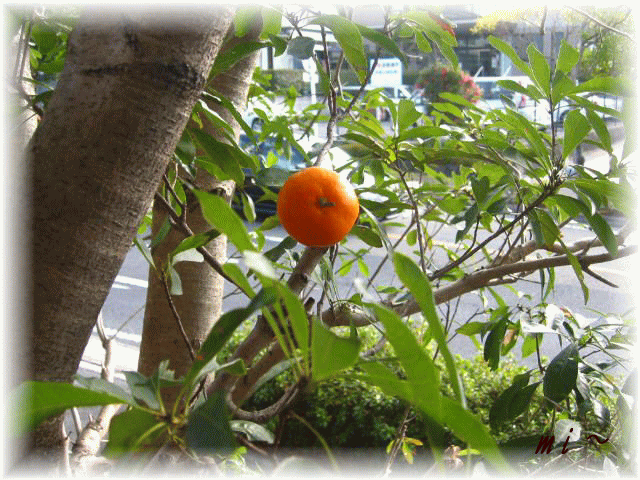 e0077875_10492242.gif