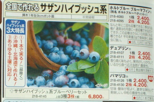 パムリコについて サザンハイブッシュ系品種 ブルーベリーの育て方 栽培 ブルーベリー ノート Blueberrynote