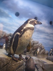 新江ノ島水族館_d0115106_10494727.jpg