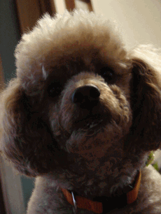 c0136736_12553546.gif