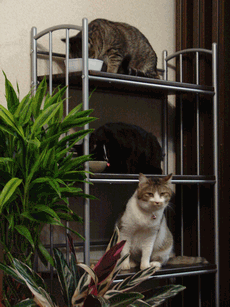 c0136736_1259379.gif