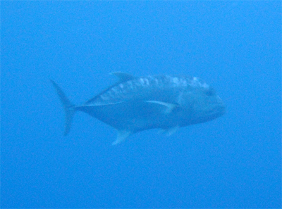d0113459_2044812.jpg
