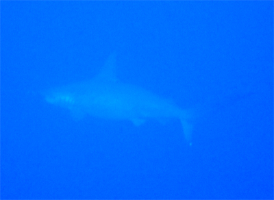 d0113459_2058299.jpg