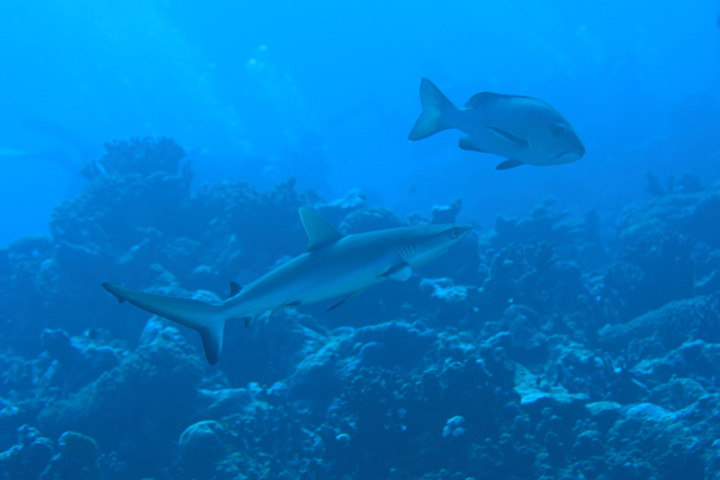 b0110406_065245.jpg