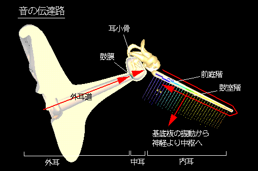 突発性難聴のハリ_e0097212_2022377.gif