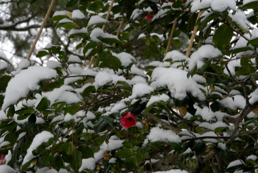 雪の兼六園(Ⅲ)_c0093046_6484027.jpg