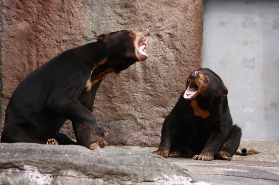 罵り合い 動物園写真館