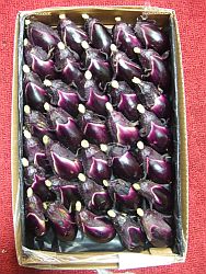 小ナスの漬け物 うまこの天袋 小ナスの漬け物 うまこの天袋
