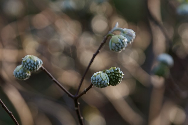 紀伊風土記の丘　～花～_a0056769_2554321.jpg