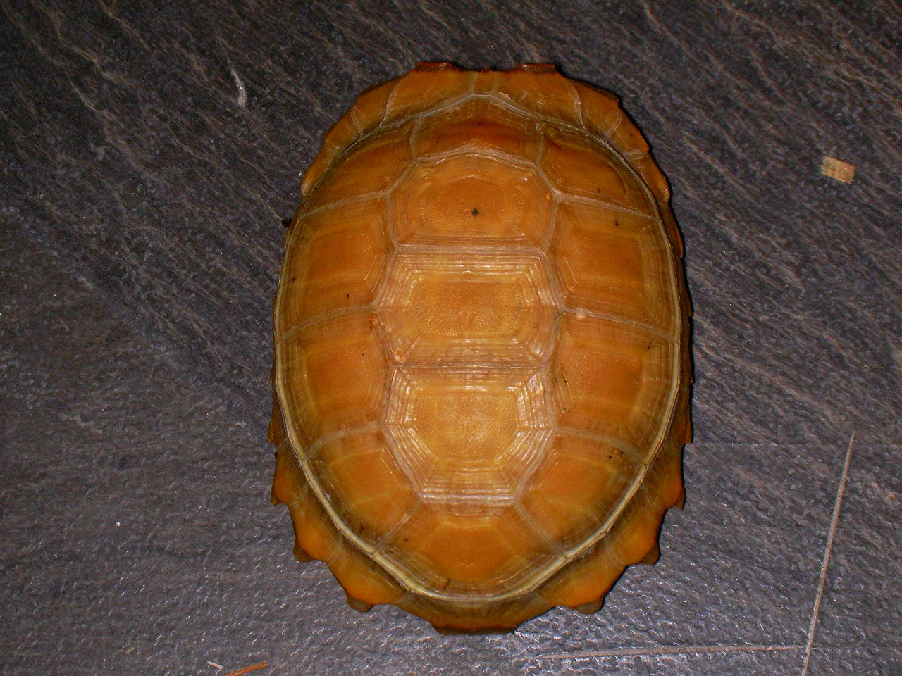 e0099576_12251036.jpg