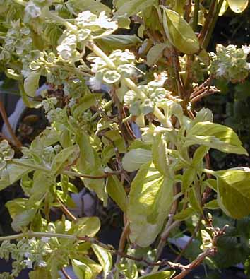 e0126576_9105563.jpg