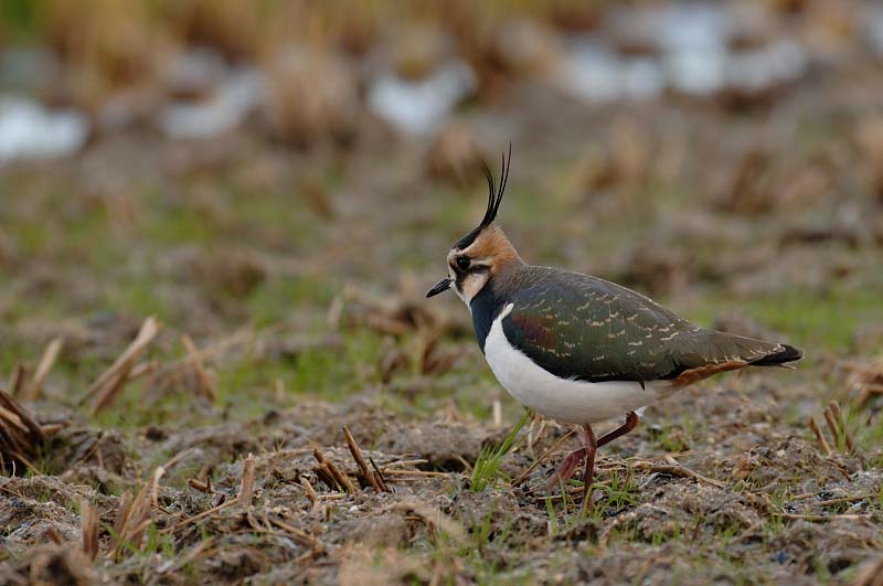 初撮り(4) その他の鳥_c0034787_8143629.jpg