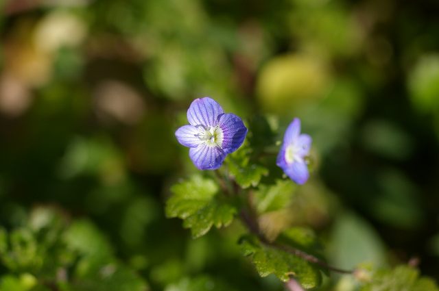 ■　春の花を捜しに　　　08.1.17_e0070891_18485327.jpg