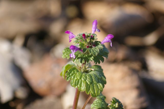 ■　春の花を捜しに　　　08.1.17_e0070891_1852545.jpg