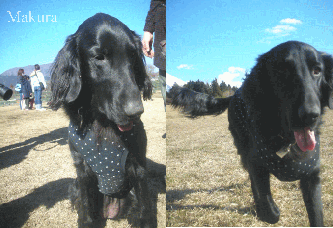 c0017311_12584870.gif
