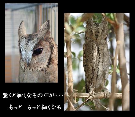 細くなるらしい Tangled With