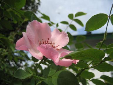 a0075455_9215055.jpg