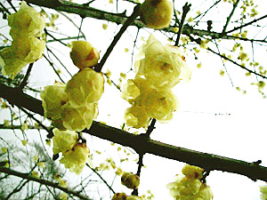b0042756_13513626.jpg