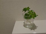c0148270_19591026.jpg