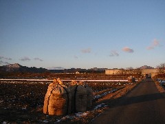 a0087378_3581036.jpg