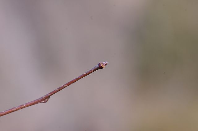 e0070891_18374581.jpg