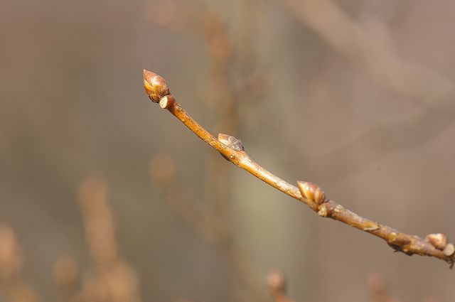 e0070891_18411529.jpg