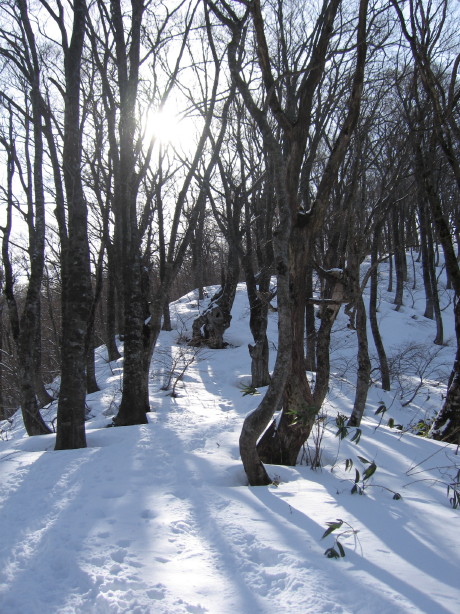 よれよれ独り登山隊！荒島岳（シャクナゲ平）へ行く_d0103314_2229763.jpg