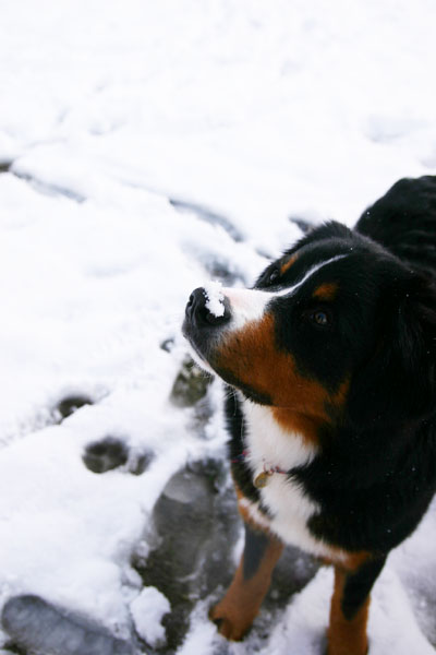 雪の日の残像_c0133516_8415362.jpg