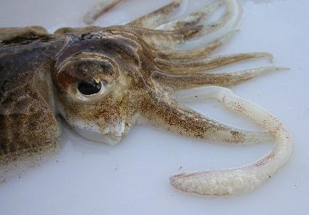 ヨーロッパコウイカ ユーラシア大陸果ての定置網
