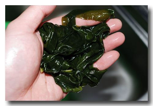 ワカメとトサカ海苔の中華風スープ 簡単 男の手抜き料理です 魚屋三代目日記 ワカメとトサカ海苔の中華風スープ 簡単 男の手抜き料理です 魚屋三代目日記
