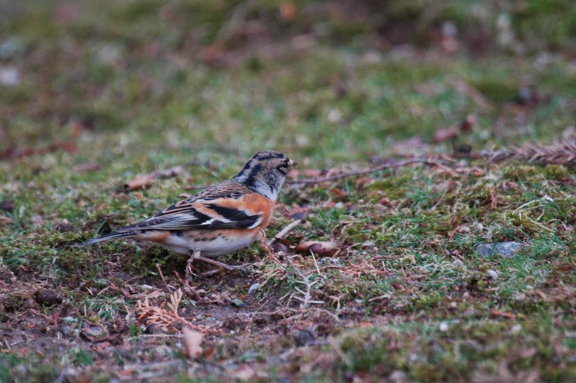 1月19日(晴れ時々くもり)タイトル:奈良市の身近な野鳥_f0105542_162415.jpg