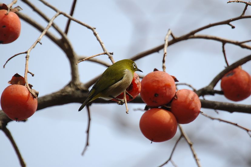 1月19日(晴れ時々くもり)タイトル:奈良市の身近な野鳥_f0105542_1635832.jpg