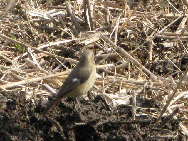 2008.01.19　今日も行った埼玉県自然観察公園_d0146443_16521475.jpg