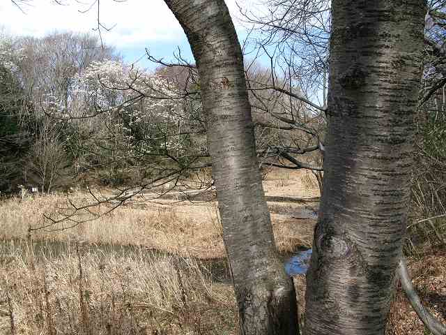 2008.01.19　今日も行った埼玉県自然観察公園_d0146443_16565489.jpg