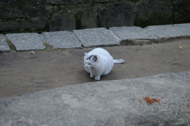 根津神社_c0081462_1117494.jpg