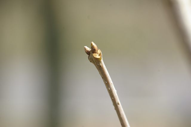 e0070891_10213463.jpg