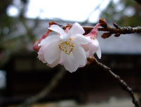 雲関(うんかん)_d0130714_20114132.jpg