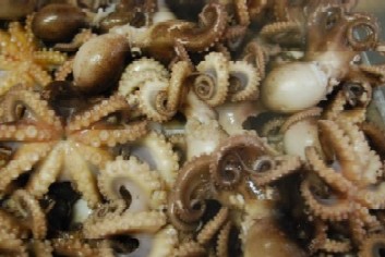 飯蛸_e0025817_0542156.jpg