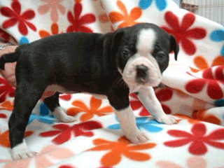 e0080117_0162639.gif