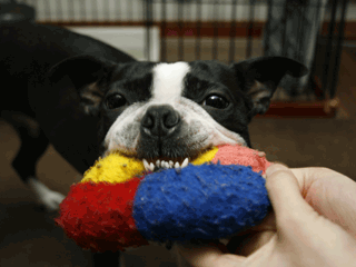 e0080117_0212718.gif