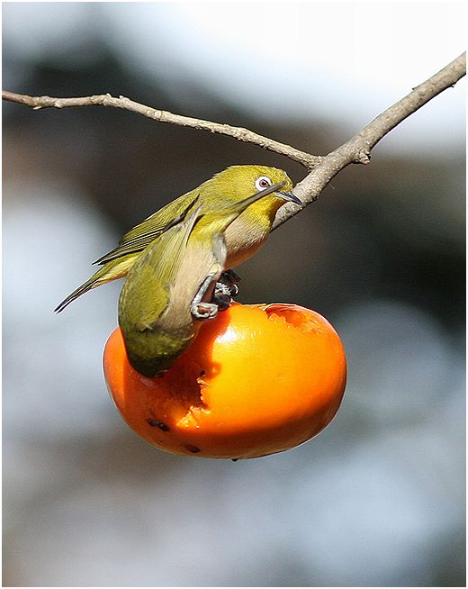 10日振りの鳥見～_d0107329_14281598.jpg