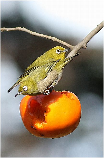 10日振りの鳥見～_d0107329_14302139.jpg