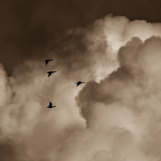c0157739_1140231.jpg