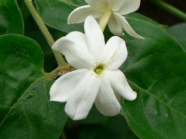 ボルネオ素馨 ボルネオソケイ 新 四季の花