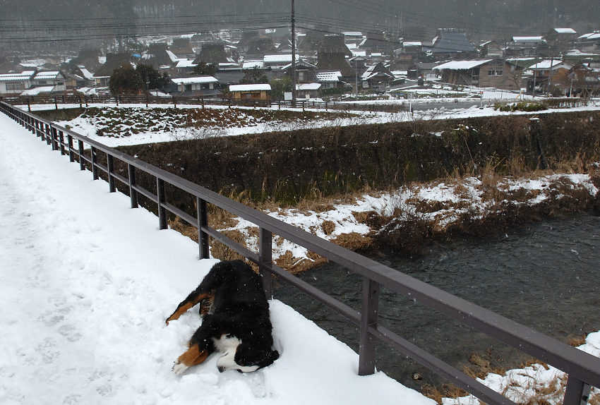 中途半端な雪_f0145674_2334535.jpg