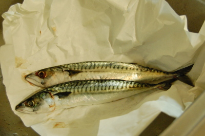 ヴェネツィアの魚市場で買った魚を食すの巻_d0129786_12184071.jpg