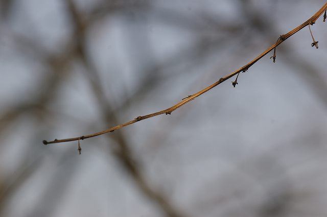 e0070891_1822152.jpg