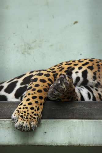 京都紀行　番外編　～　京都市動物園_f0003598_17481472.jpg