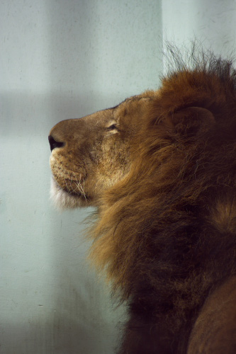 京都紀行　番外編　～　京都市動物園_f0003598_17514766.jpg