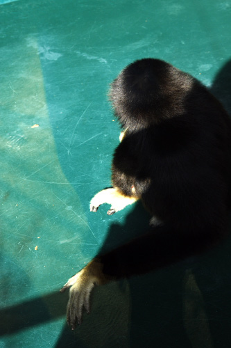 京都紀行　番外編　～　京都市動物園_f0003598_17545245.jpg